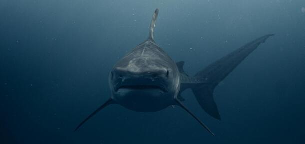 5 фактов об акулах