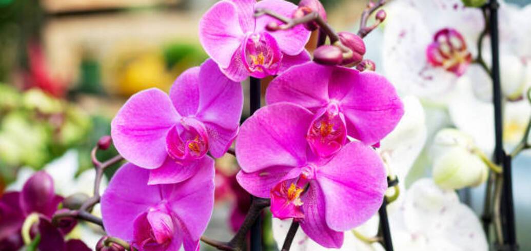 Как ухаживать за орхидеей во время цветения: что нужно знать