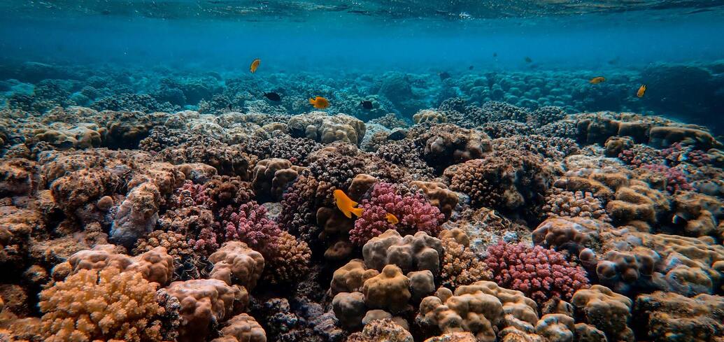 5 фактов о кораллах