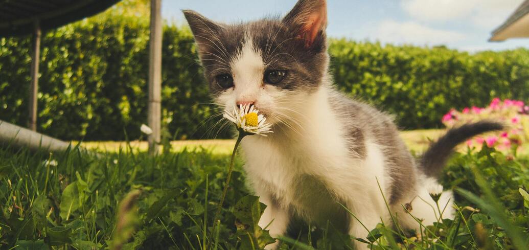 Небезпечні рослини для котів: список потенційно токсичних вазонів