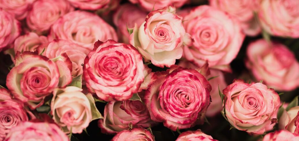 5 фактов о розах