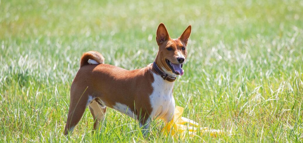 Особенности собак породы басенджи: о чем необходимо знать будущим хозяевам