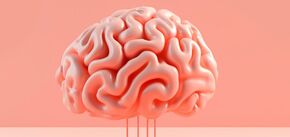 П'ять фактів про людський мозок
