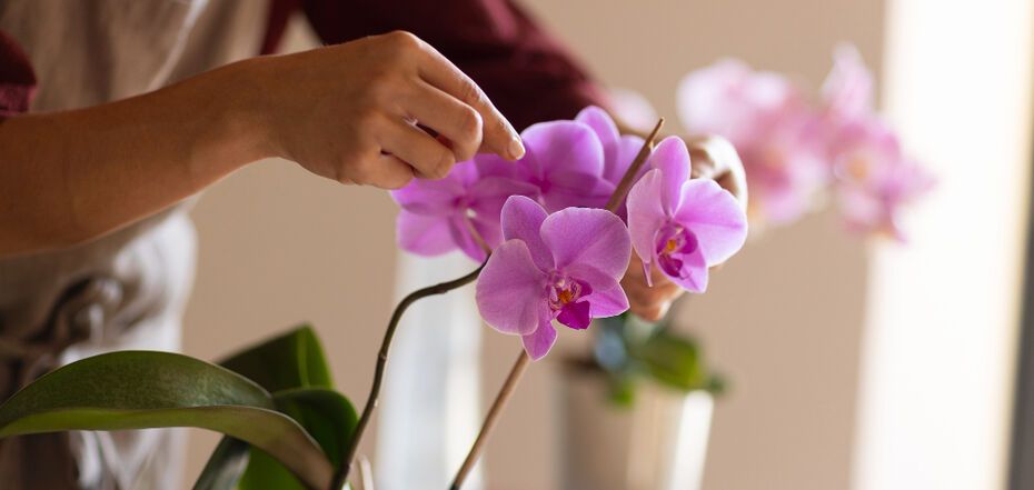 Выращивание орхидей: что делать для потрясающего цветения