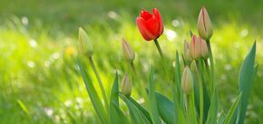 Коли викопувати тюльпани: ідеальний час для збирання цибулин