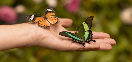 Как привлечь больше бабочек в свой сад: советы экспертов