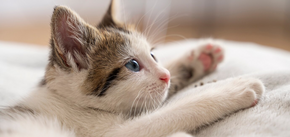 Дивовижні причини, чому коти нюхають з відкритим ротом