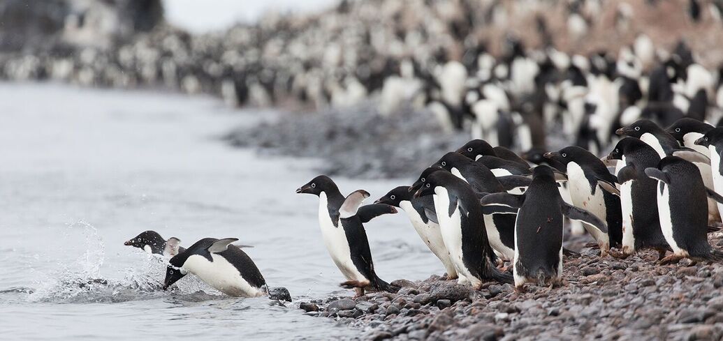 Это настоящий символ Антрактиды: пингвины Адели ежегодно преодолевают тысячи километров по морскому кризису