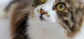 Грошовий і любовний талісман: не викидайте котячі вуса
