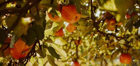 Для хорошего урожая: топ-3 растения, которые следует посадить возле яблони
