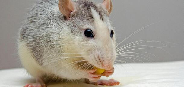 Как защитить запасы в погребе от мышей: 3 интересных лайфхака