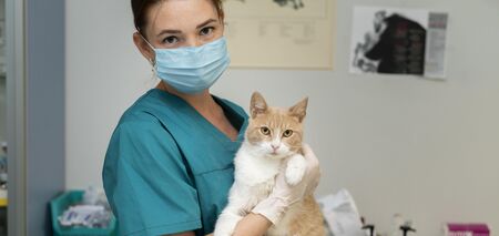 Следует ли стерелизовать кота или кошку: преимущества и недостатки такой операции