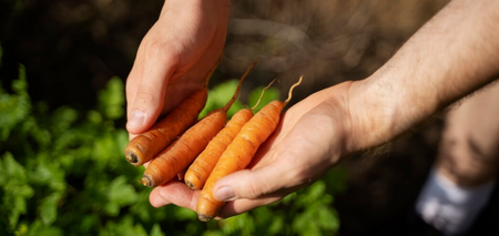 Як виростити велику і солодку моркву: 4 корисні поради