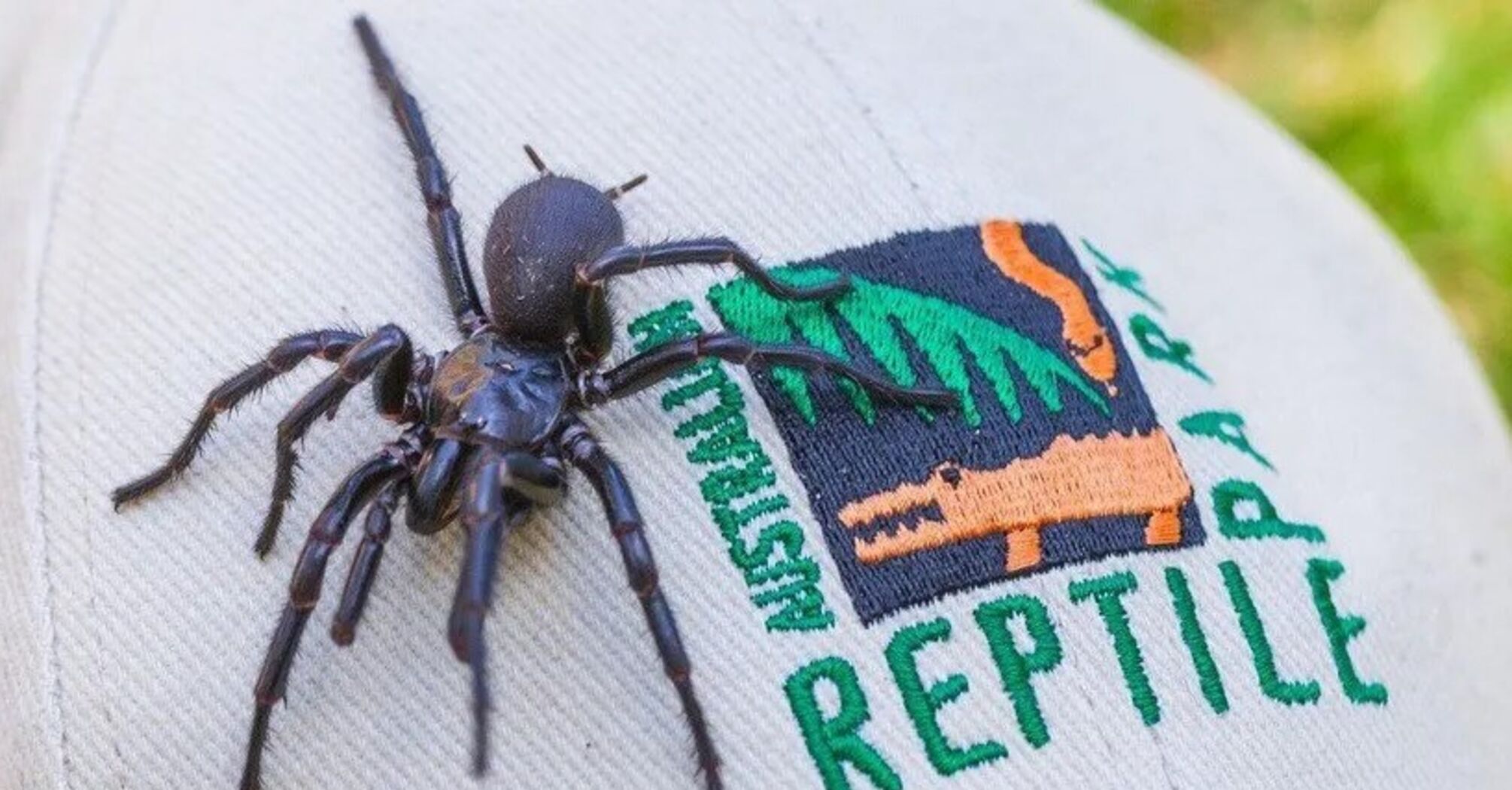 В Австралии нашли самого крупного самца одного из самых ядовитых пауков в мире: что с ним сделали. Фото