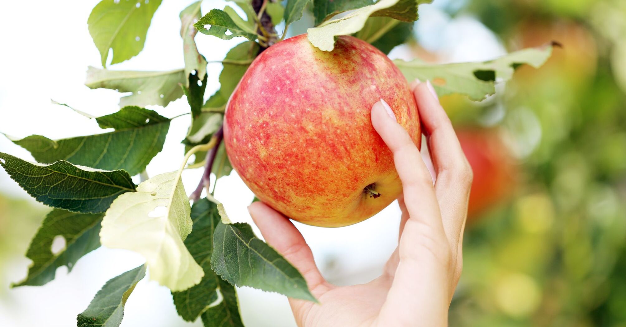 Як отримати великий врожай яблук та груш: правила правильного підживлення дерев