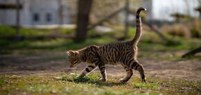 Як коти знаходять дорогу додому: інстинкти чи навігація
