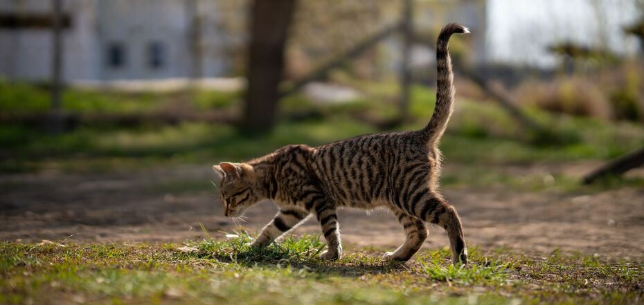 Как коты находят дорогу домой: инстинкты или навигация