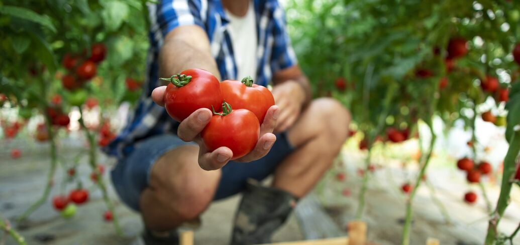 Простая подкормка помидоров: эксперты поделились советами для быстрого роста и защиты от фитофторов