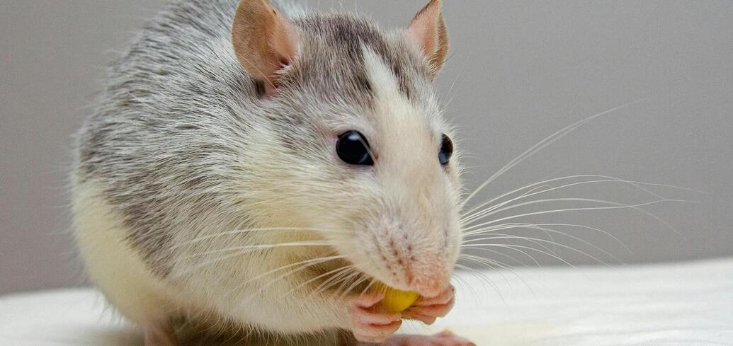 Как раз и навсегда вывести мышей из дома: 5 практических советов