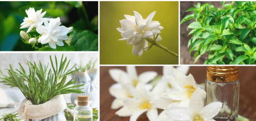 5 простых в уходе цветущих растений, которые наполнят ваш дом ароматом