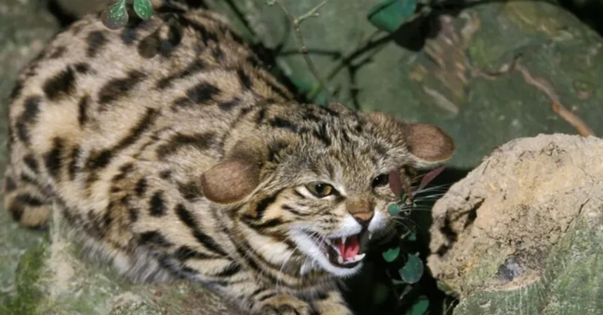 У зоопарку США з'явився один із найсмертоносніших котів світу: як він виглядає