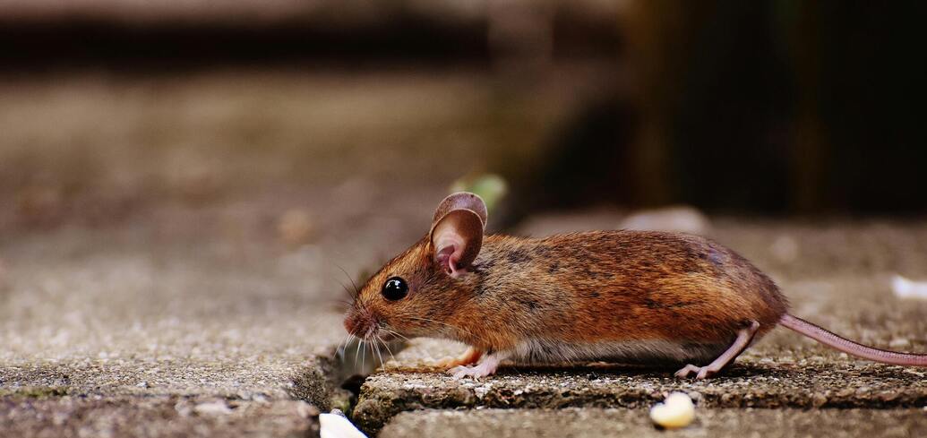 5 эффективных бытовых средств для отпугивания мышей и защиты дома от грызунов