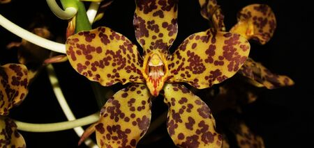 5 чарівних орхідей, які схожі на тварин