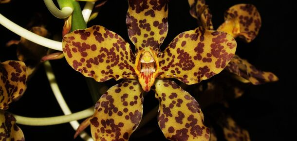 5 волшебных орхидей, похожих на животных