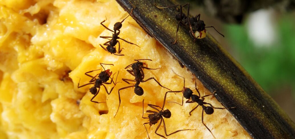 Нетоксичные методы борьбы с муравьями: избавьтесь от насекомых навсегда