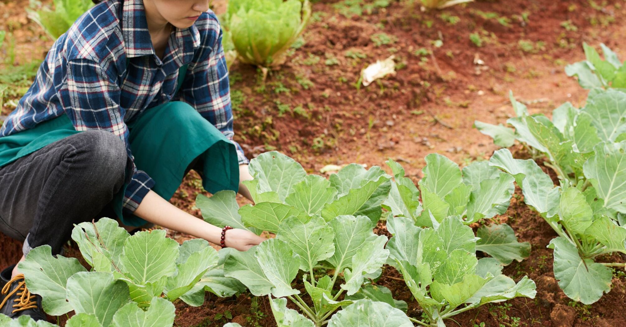 Найкращі сусіди для капусти: подумайте про захист від шкідників і хвороб заздалегідь