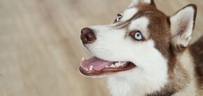 Объяснение, почему собаки высовывают язык