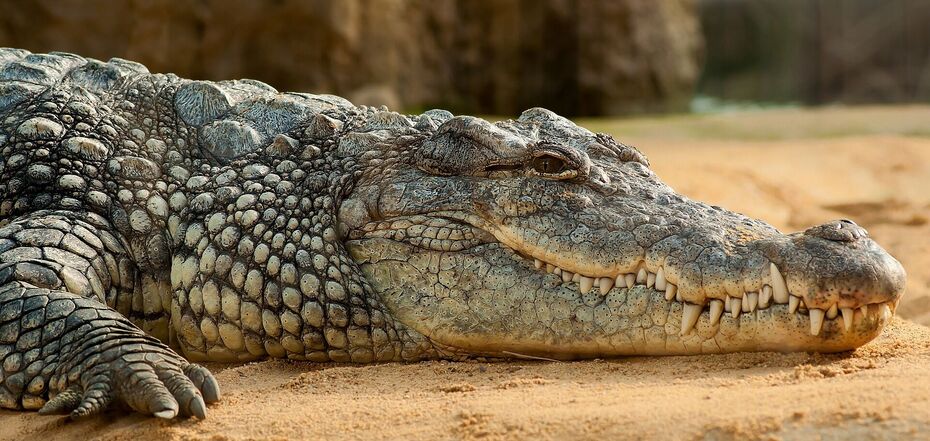 Пять фактов о крокодилах