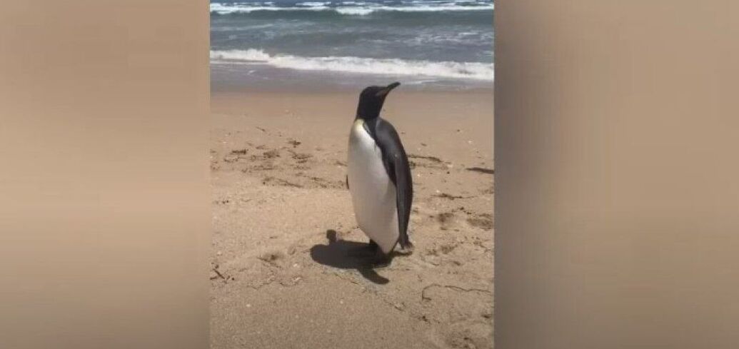 Королівський пінгвін проплив тисячі кілометрів, щоб опинитися на пляжі Південної Австралії