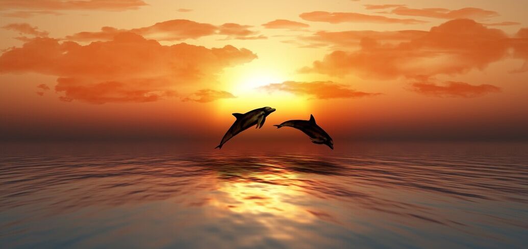 Підводний cвіт дельфінів: що варто знати про цих дивовижних тварин
