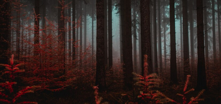 Жуткие леса, о которых слагали легенды и где видели привидений
