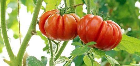 Как защитить растения томатов от болезней и вредителей: доступны домашние решения