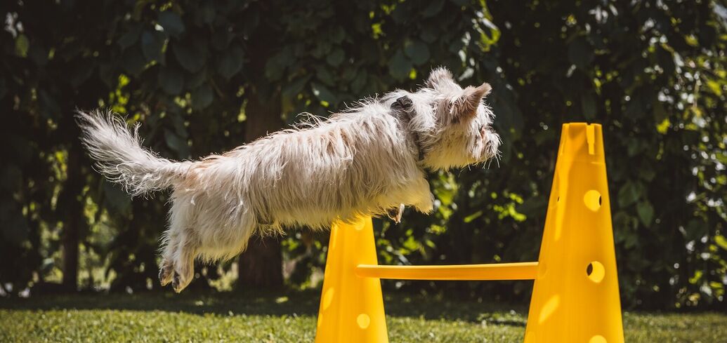 Как правильно воспитать собаку: 5 самых распространенных ошибок в дрессировке питомцев