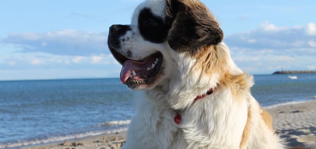 Четвероногие защитники и спасатели : 5 самых сильных пород собак в мире