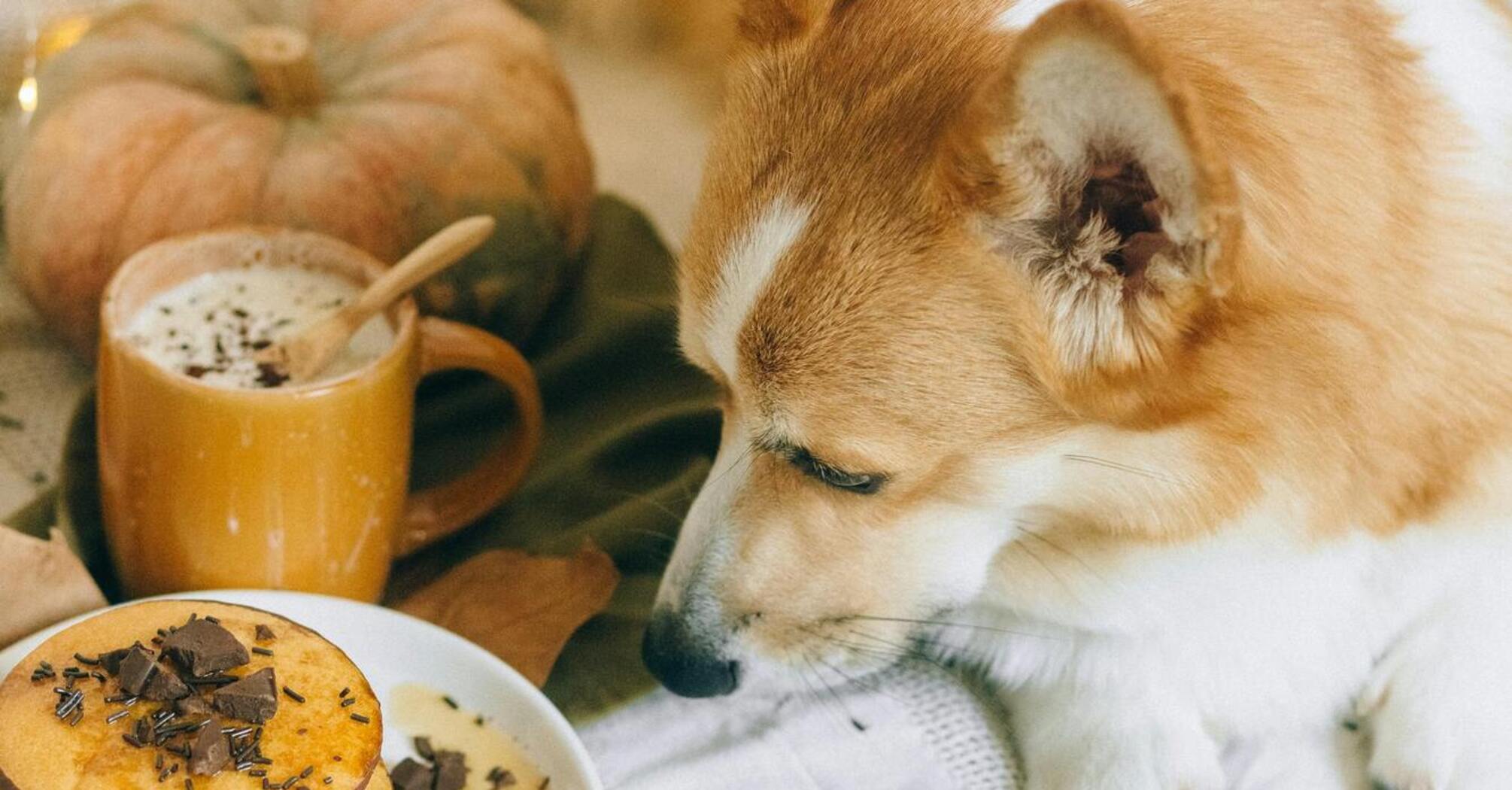 Любимцам может стать плохо: какими продуктами нельзя кормить собак