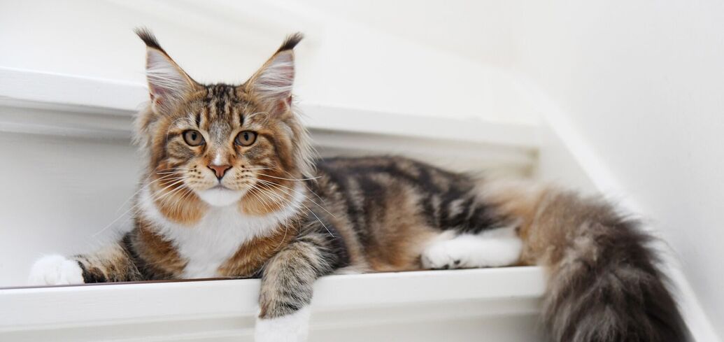Найпопулярніші у світі кішки: 5 порід, які завжди в моді