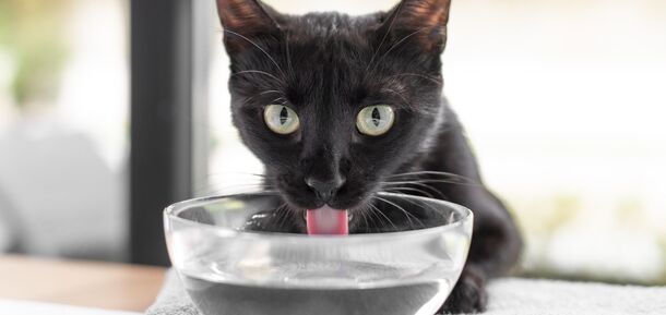 Сколько воды должен пить кот: это легко посчитать