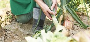 Як зберегти врожай цибулі: боротьба з пожовтінням та в'яненням