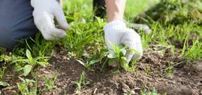Как без прополки избавиться от сорняков на огороде: советы от опытных садоводов