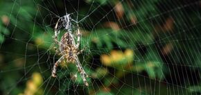 Отпугнуть навсегда: 4 натуральных способа для борьбы с пауками