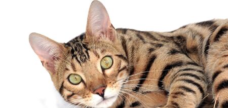 Кмітливі, цікаві та доброзичливі: 10 найрозумніших котячих порід