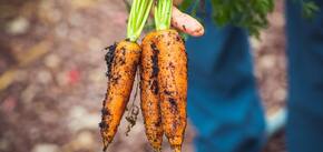 Чому морква росте кривою: найпоширеніші причини