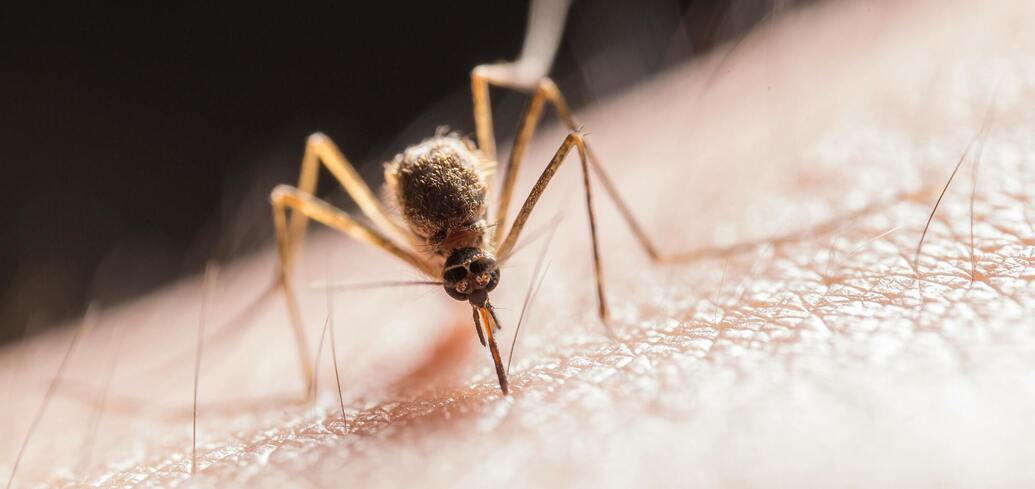 Как избавиться от комаров летом