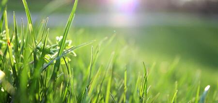 Як використовувати скошену траву