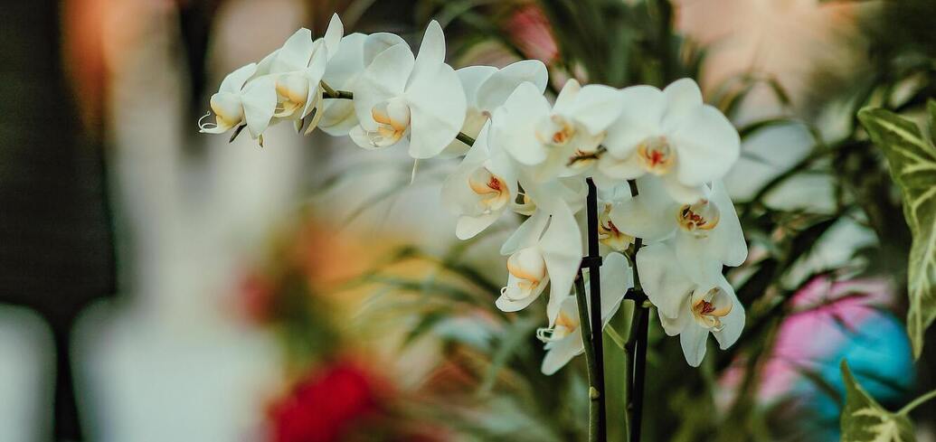 Любимый цветок многих хозяек: почему почти в каждом доме привыкли выращивать орхидею
