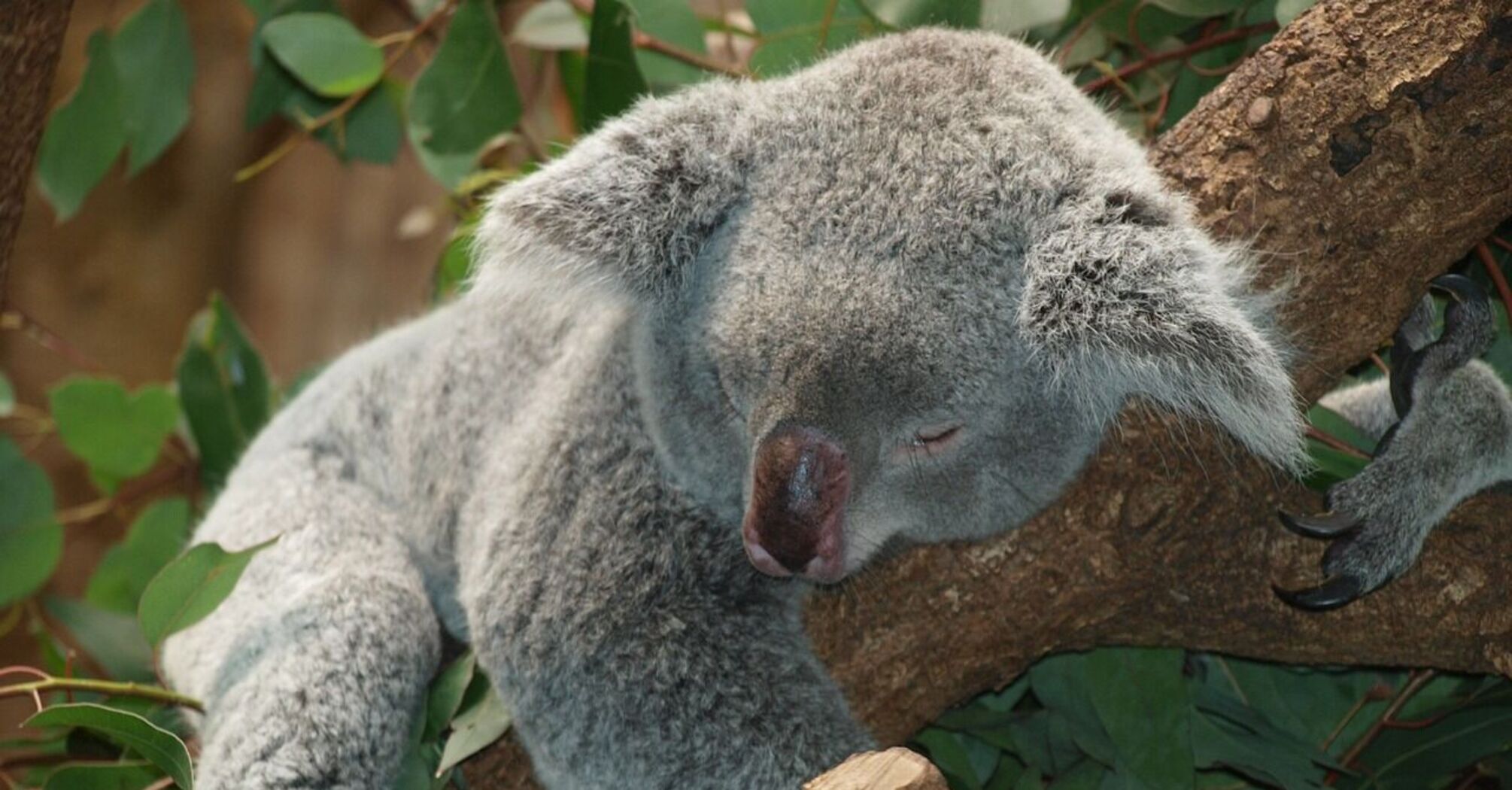Любят поспать и едят эвкалипт: 5 интересных фактов о коале, которые стоит знать